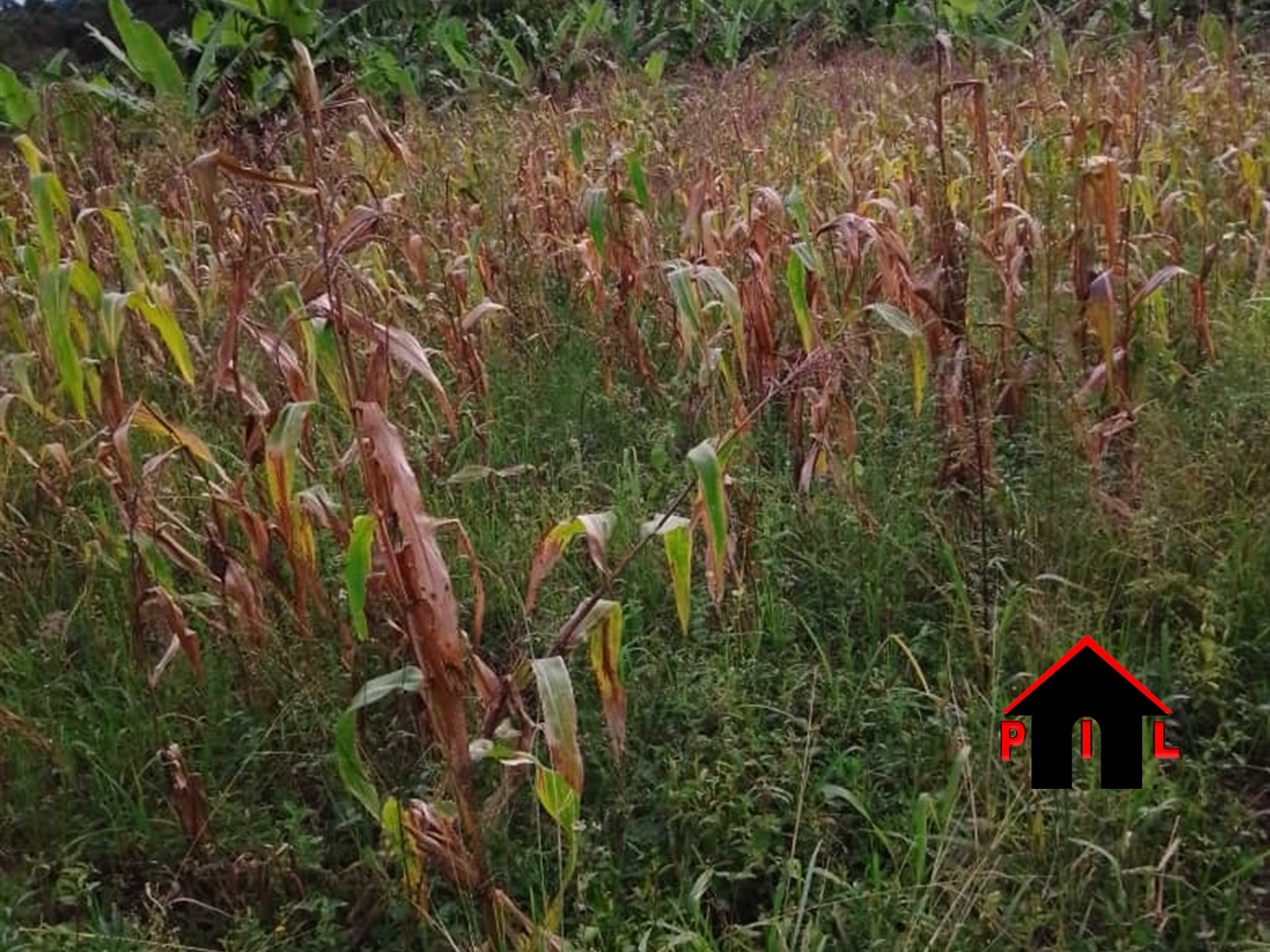 Agricultural Land for sale in Kisoga Mukono