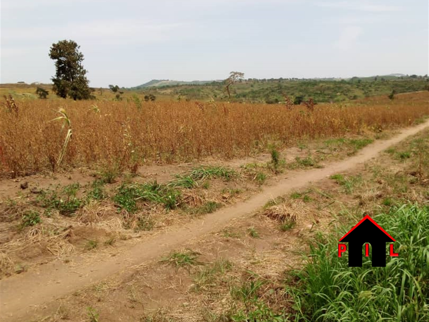 Farm for sale in Kalonga Mubende