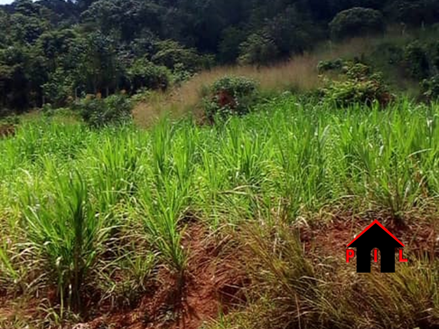 Residential Land for sale in Kaame Mukono