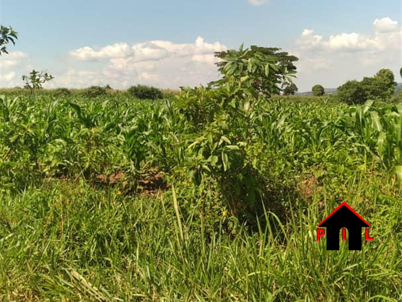 Agricultural Land for sale in Kisoga Gomba