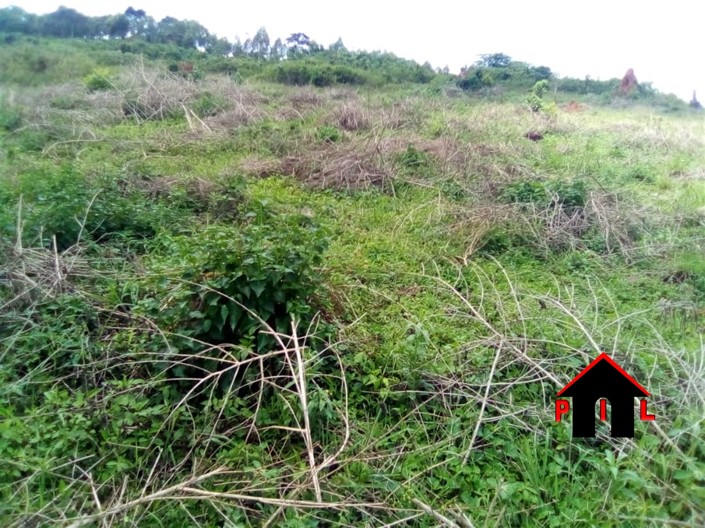 Agricultural Land for sale in Kyema Masindi