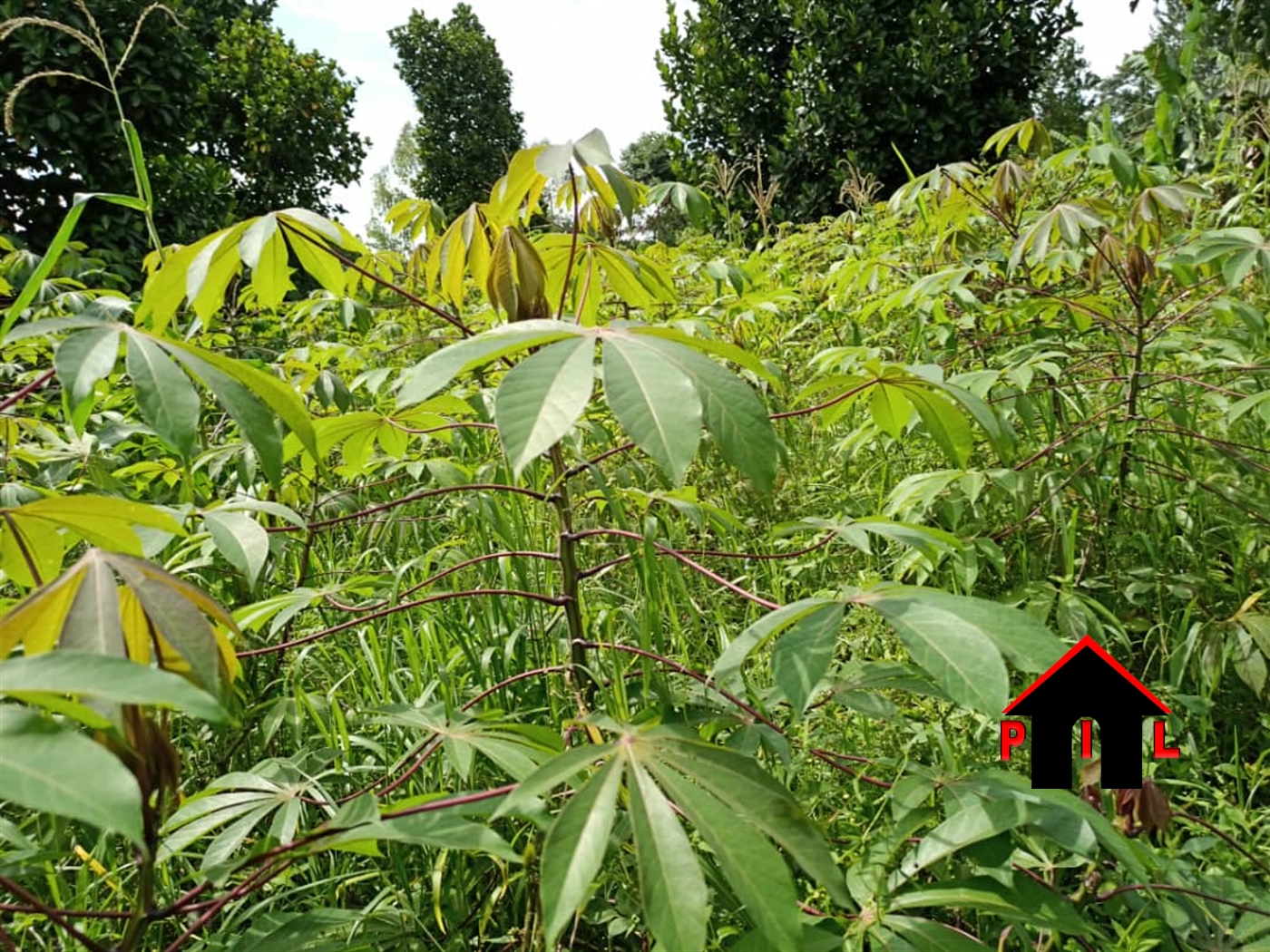 Agricultural Land for sale in Kamengo Mpigi