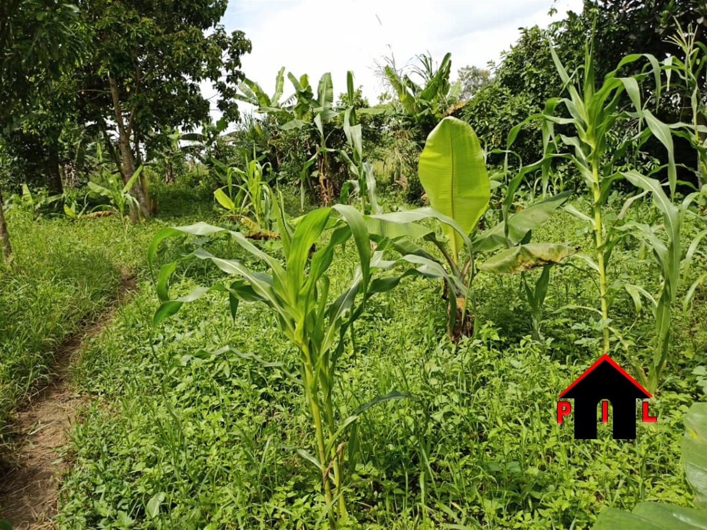 Agricultural Land for sale in Biharwe Mbarara