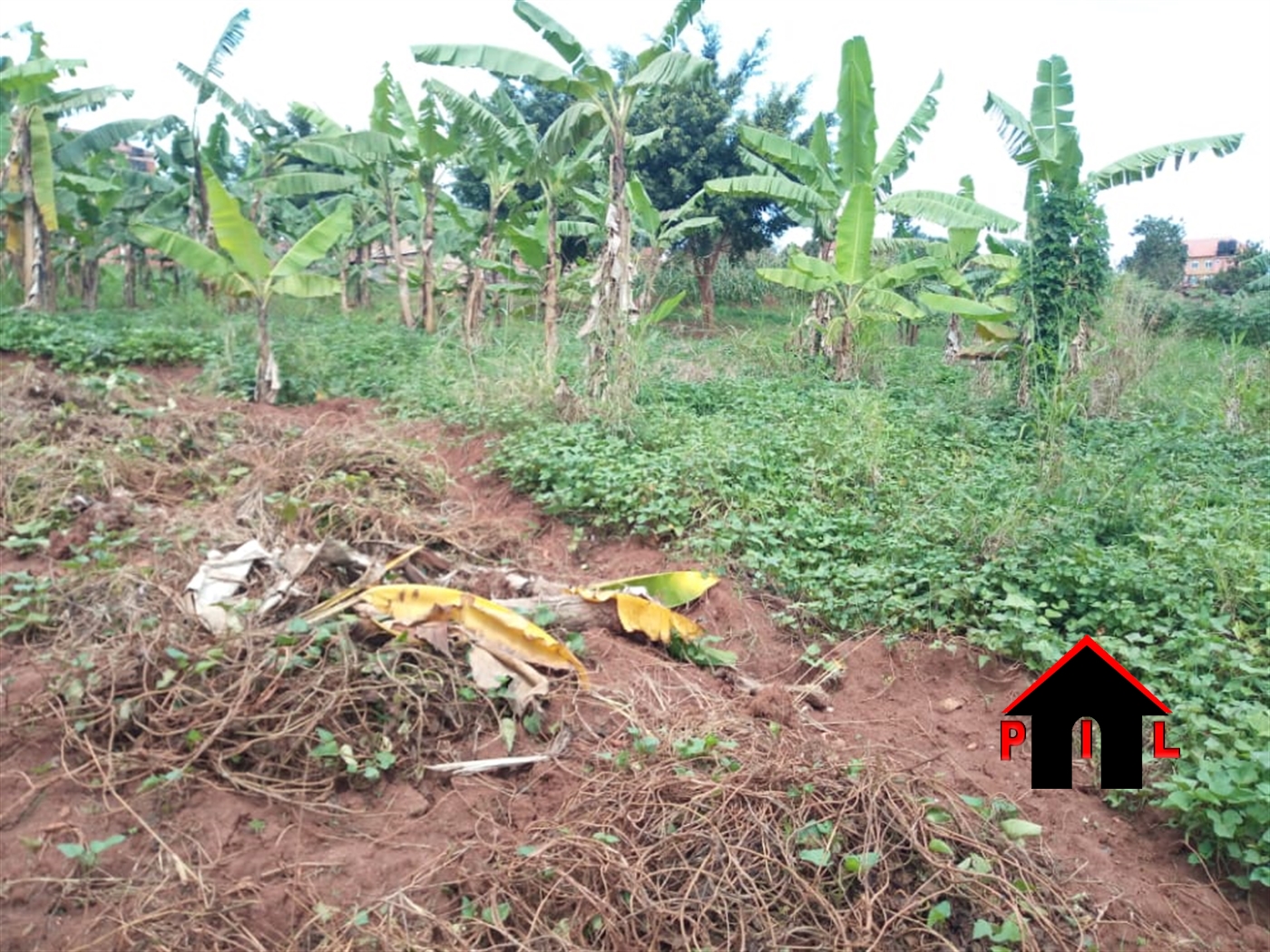 Agricultural Land for sale in Kashaka Mbarara