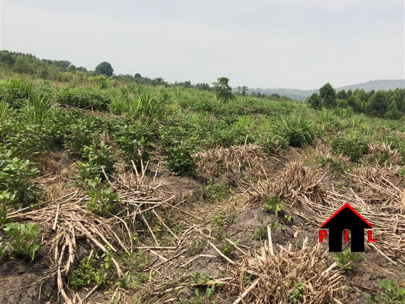 Agricultural Land for sale in Makenke Wakiso