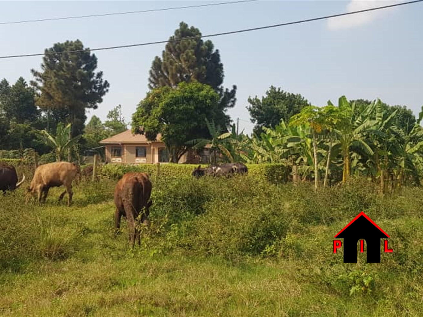 Agricultural Land for sale in Katongole Mbarara