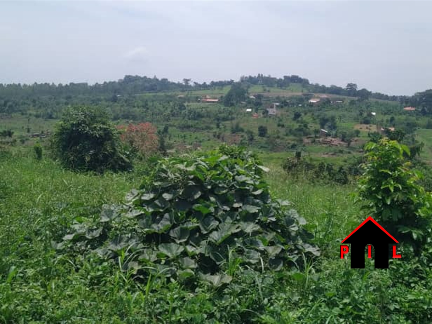 Agricultural Land for sale in Kitura Kiruhura