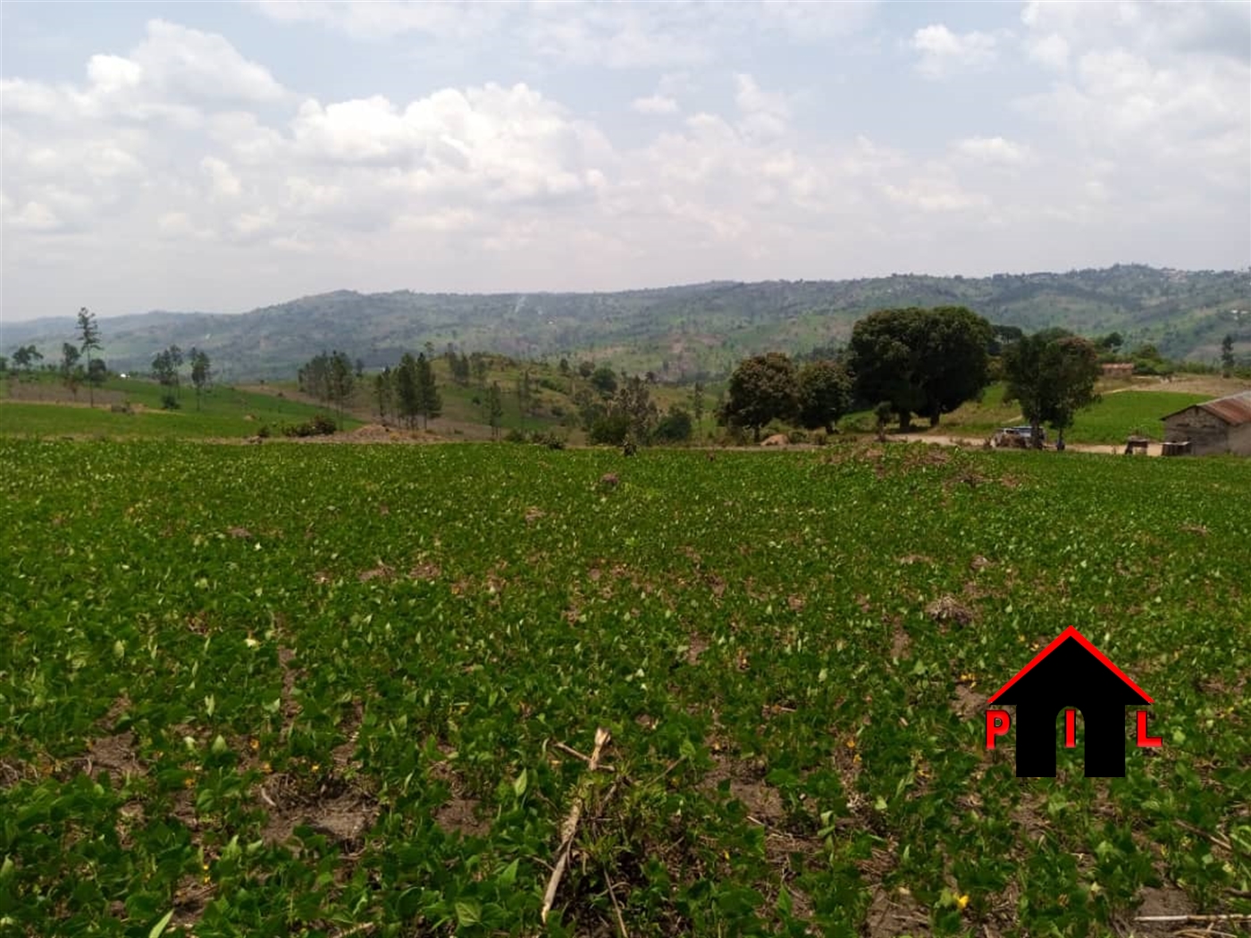 Agricultural Land for sale in Ziloobwe Luweero