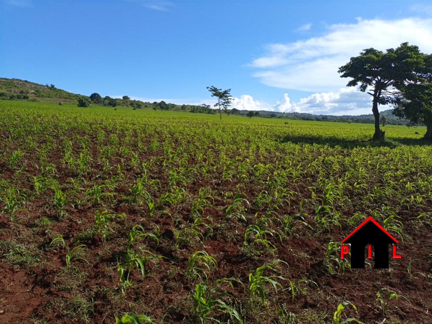 Agricultural Land for sale in Kikatsi Kiruhura