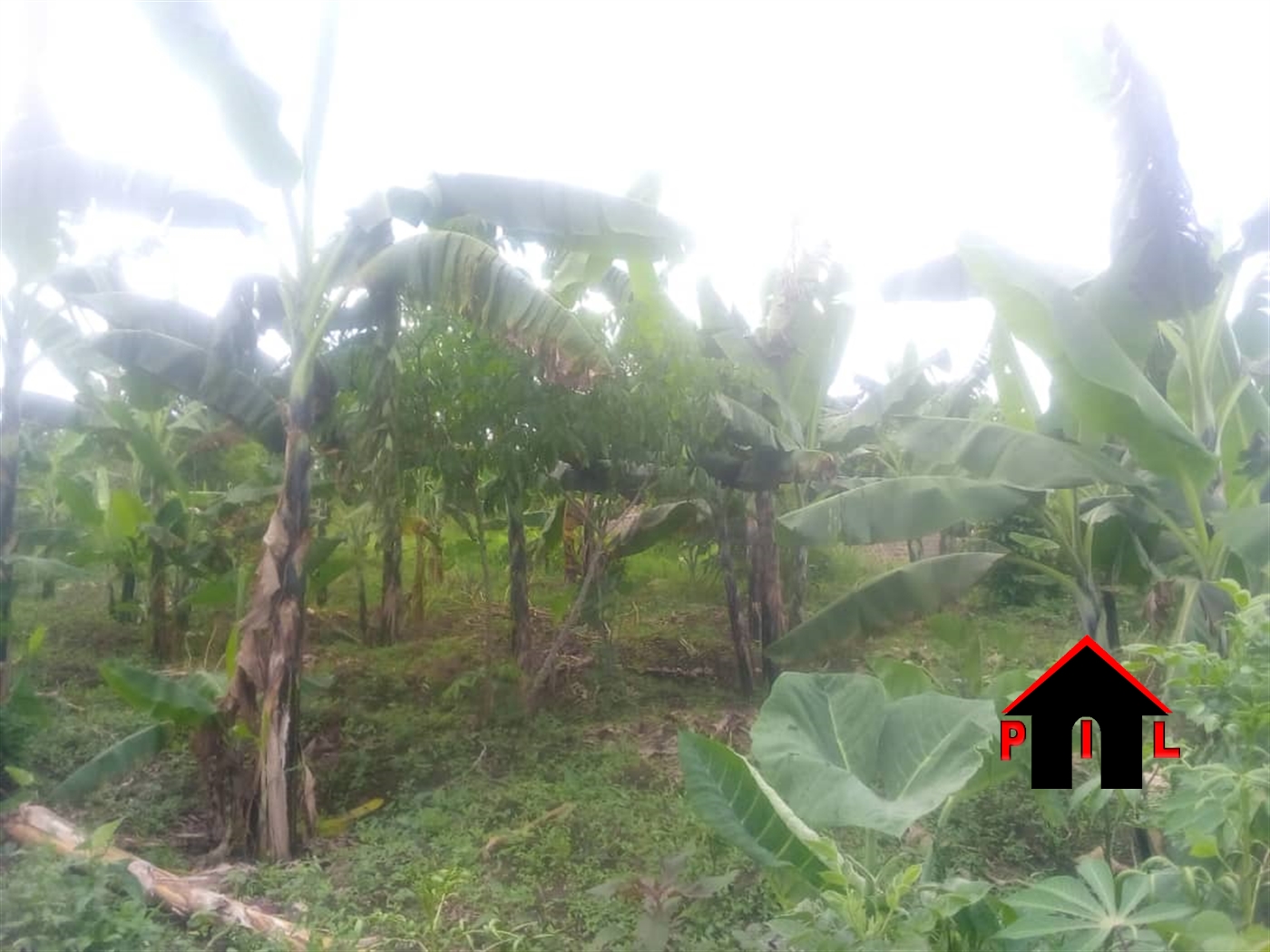 Agricultural Land for sale in Kyenshama Mbarara