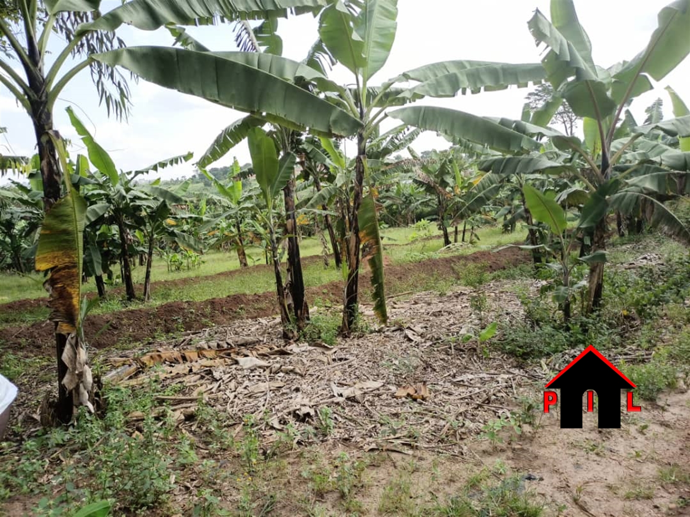 Agricultural Land for sale in Kyenshama Mbarara