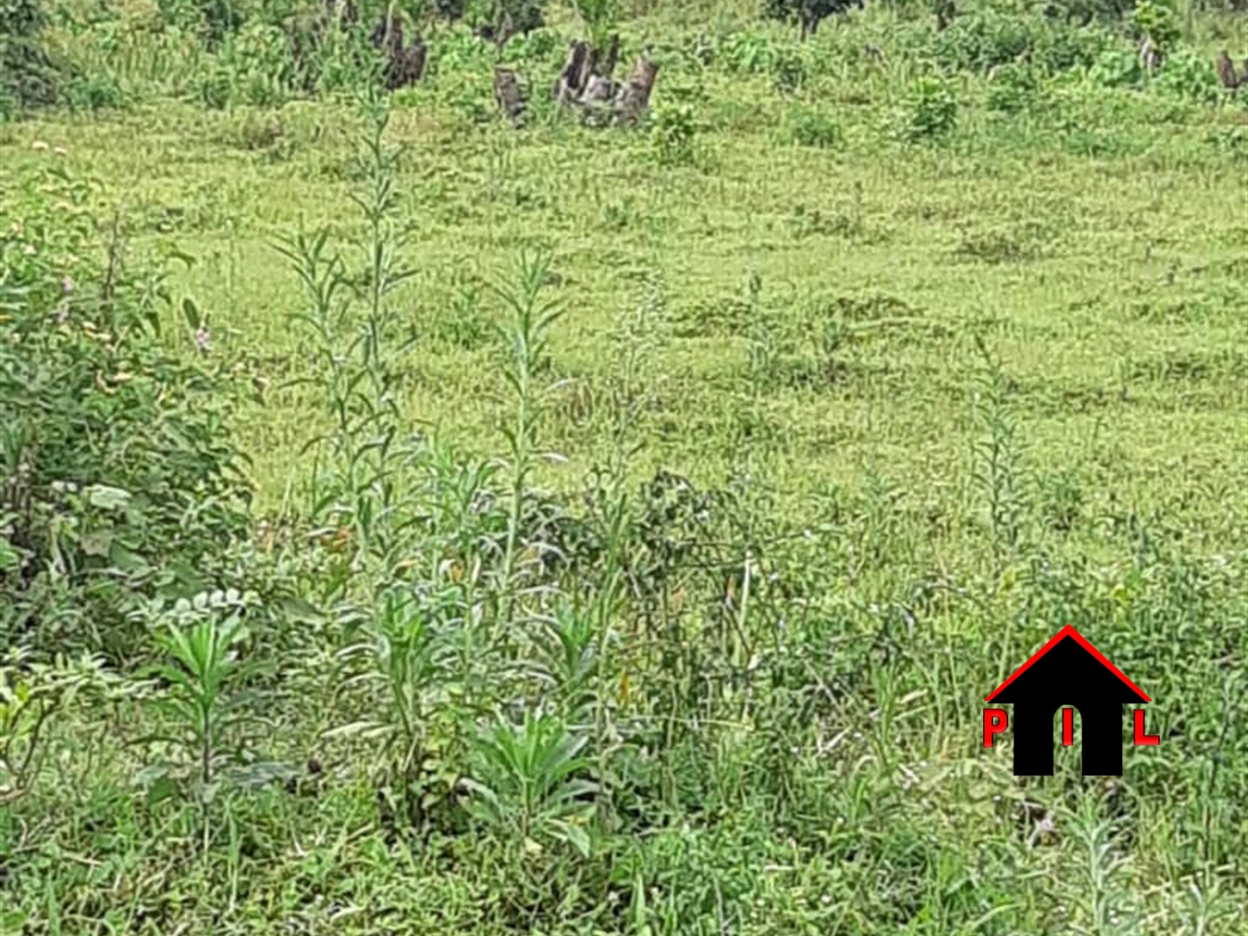 Agricultural Land for sale in Nkozi Mpigi