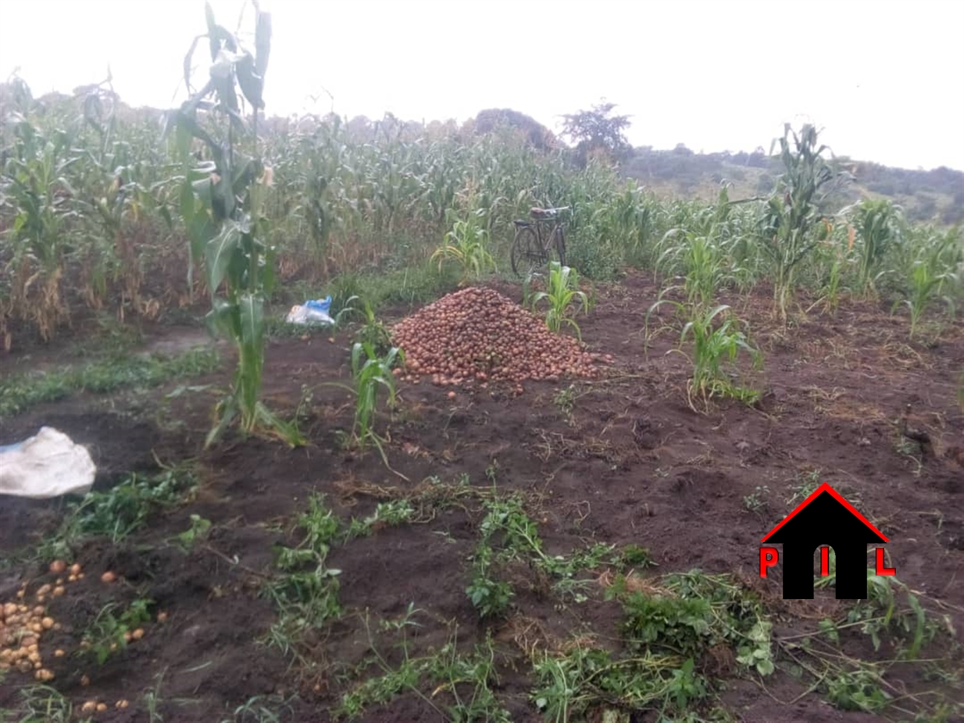 Agricultural Land for sale in Lukaya Kalungu