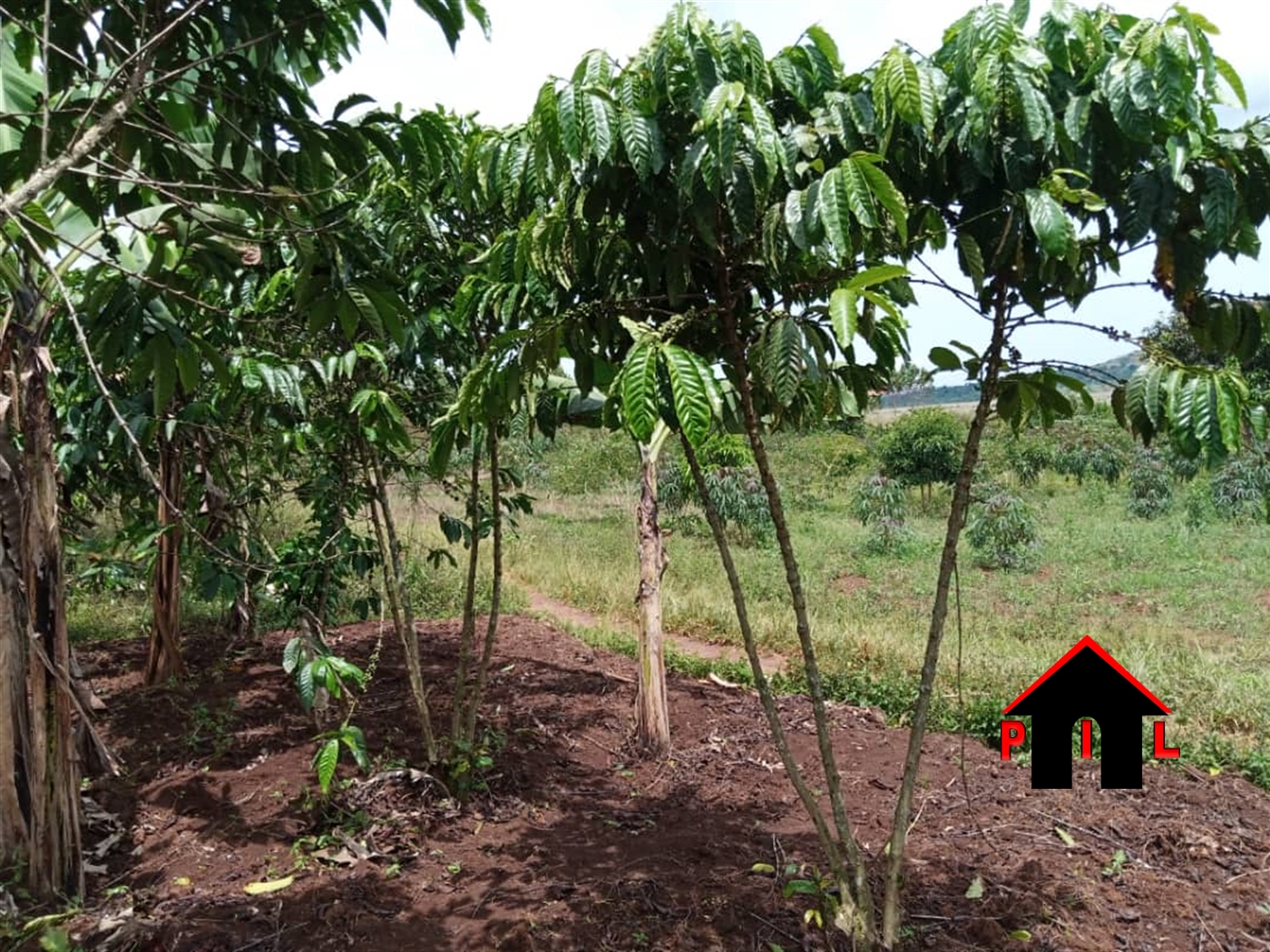 Agricultural Land for sale in Bubebele Wakiso