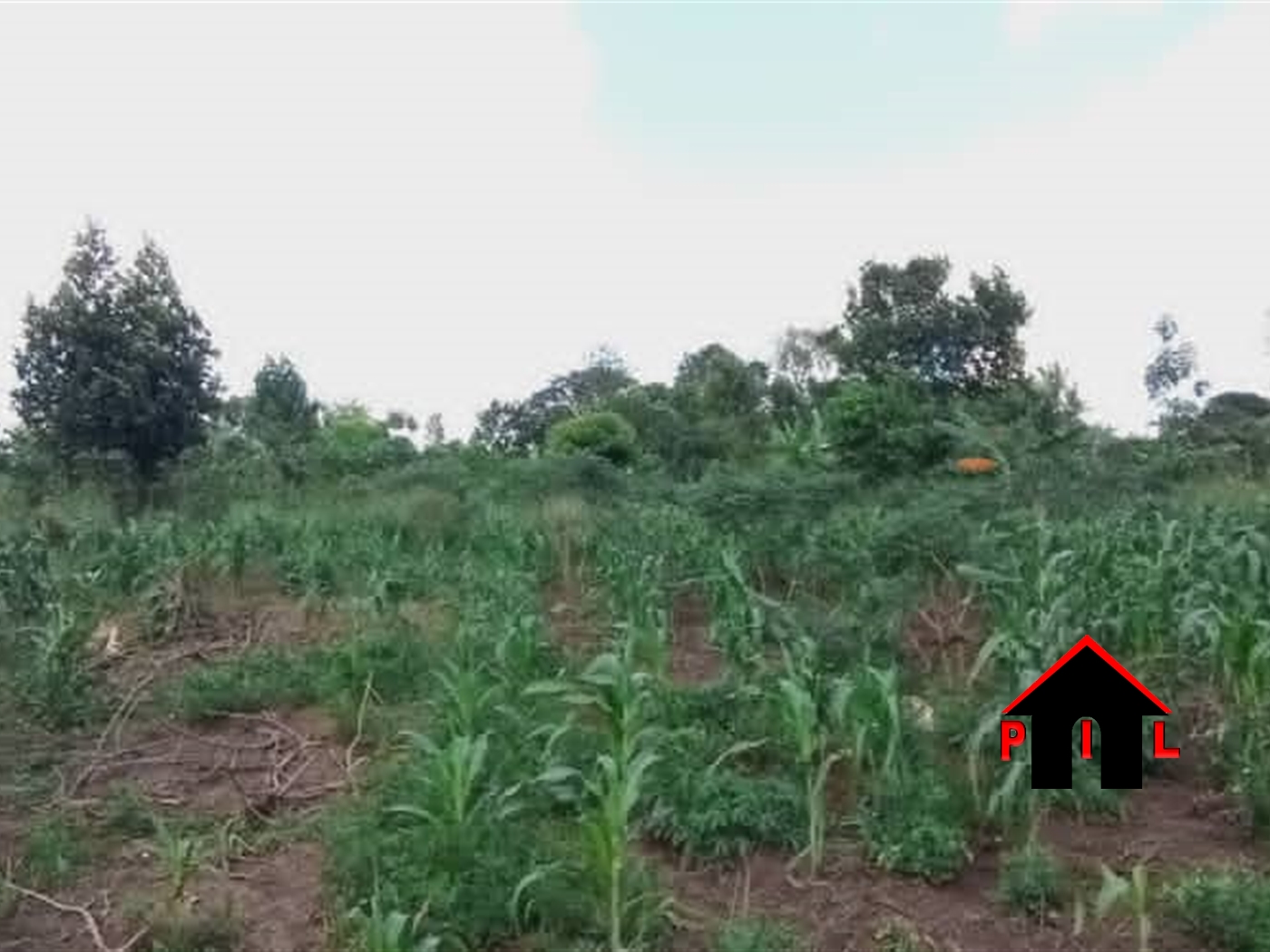 Agricultural Land for sale in Masha Mbarara