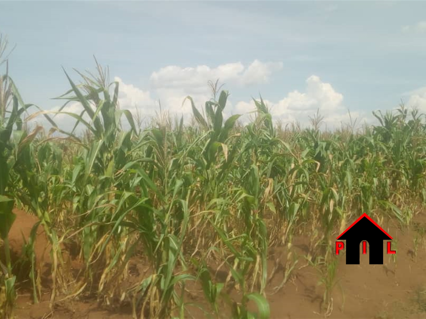 Agricultural Land for sale in Busiika Luweero