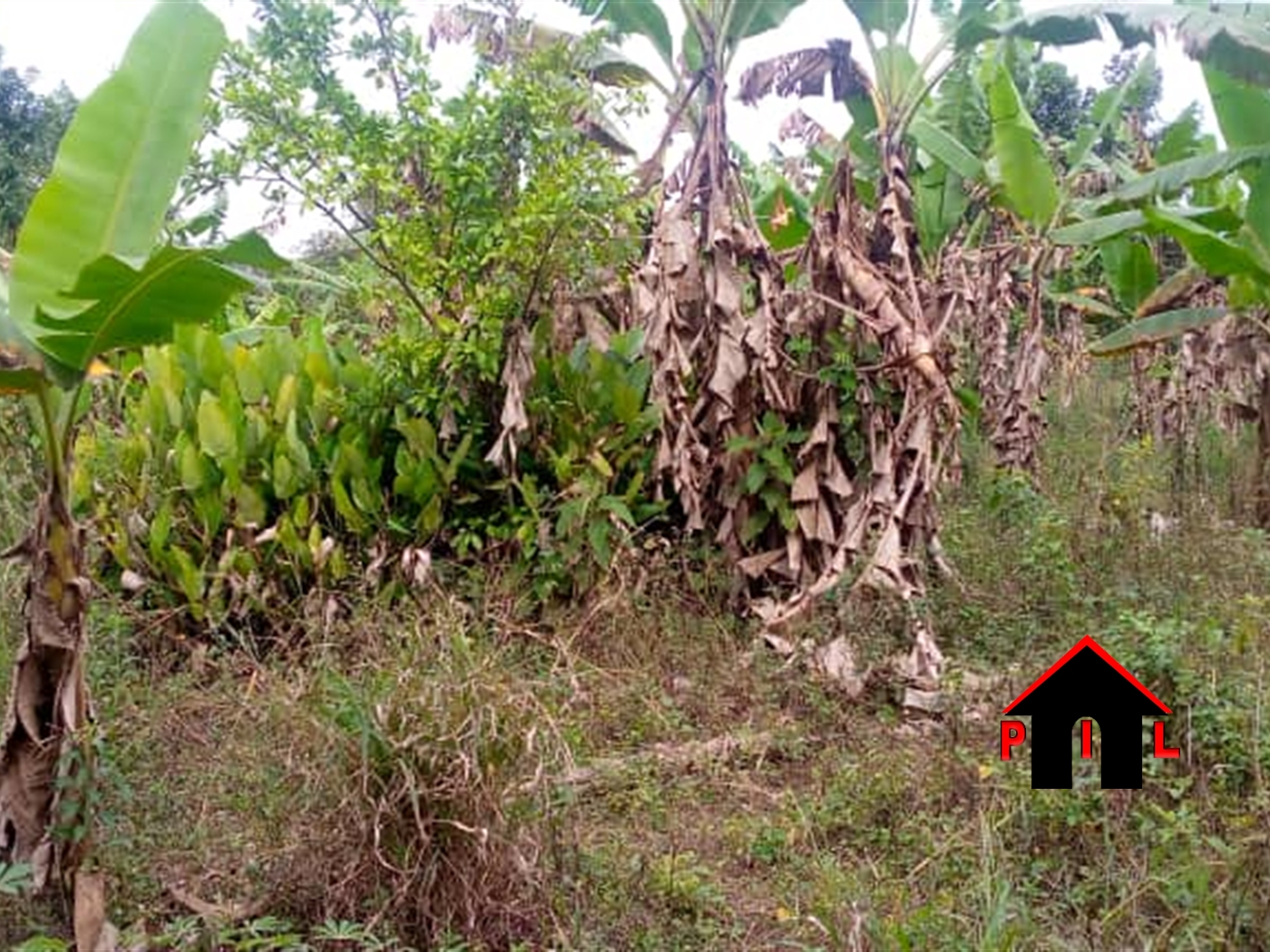 Agricultural Land for sale in Ssanga Mbarara