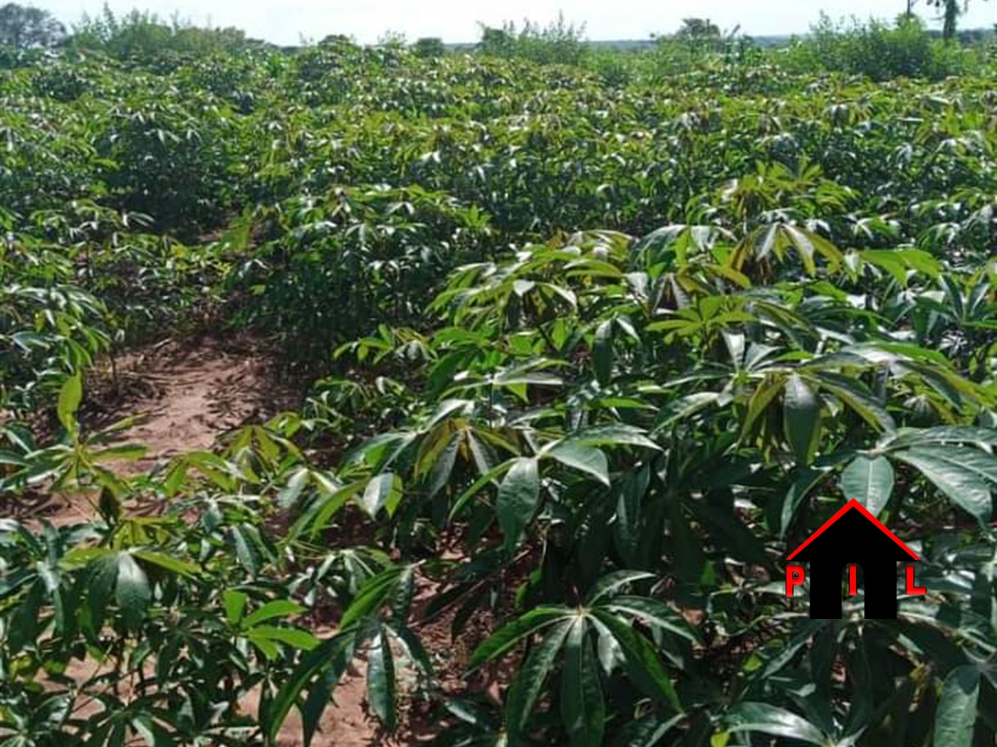 Agricultural Land for sale in Kakooge Luweero