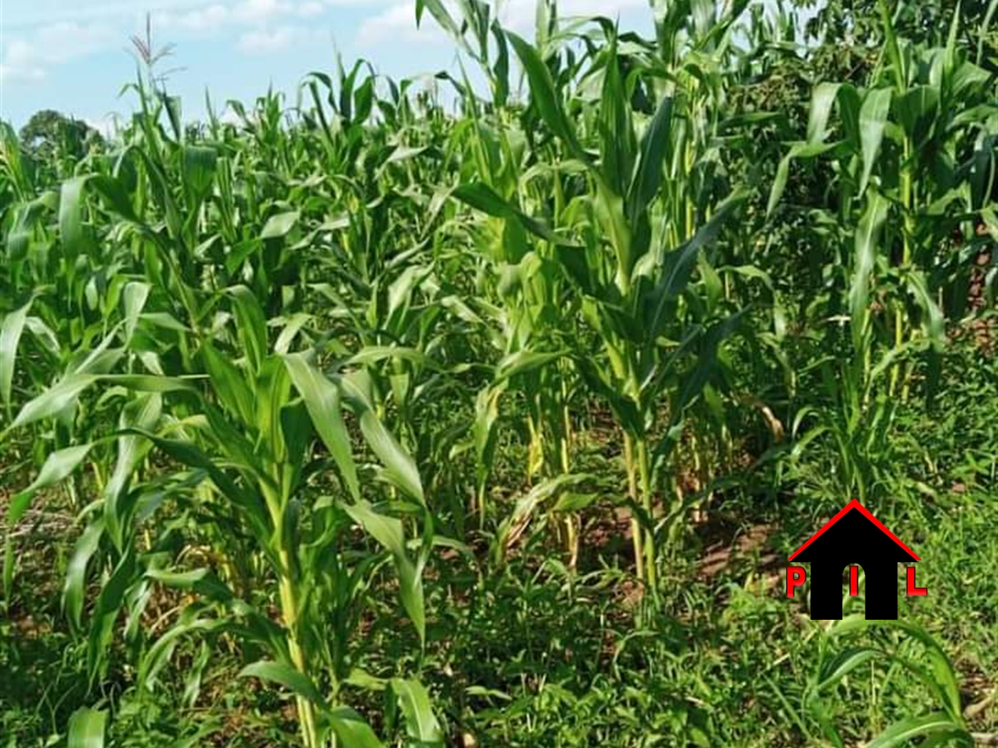 Agricultural Land for sale in Kakooge Luweero