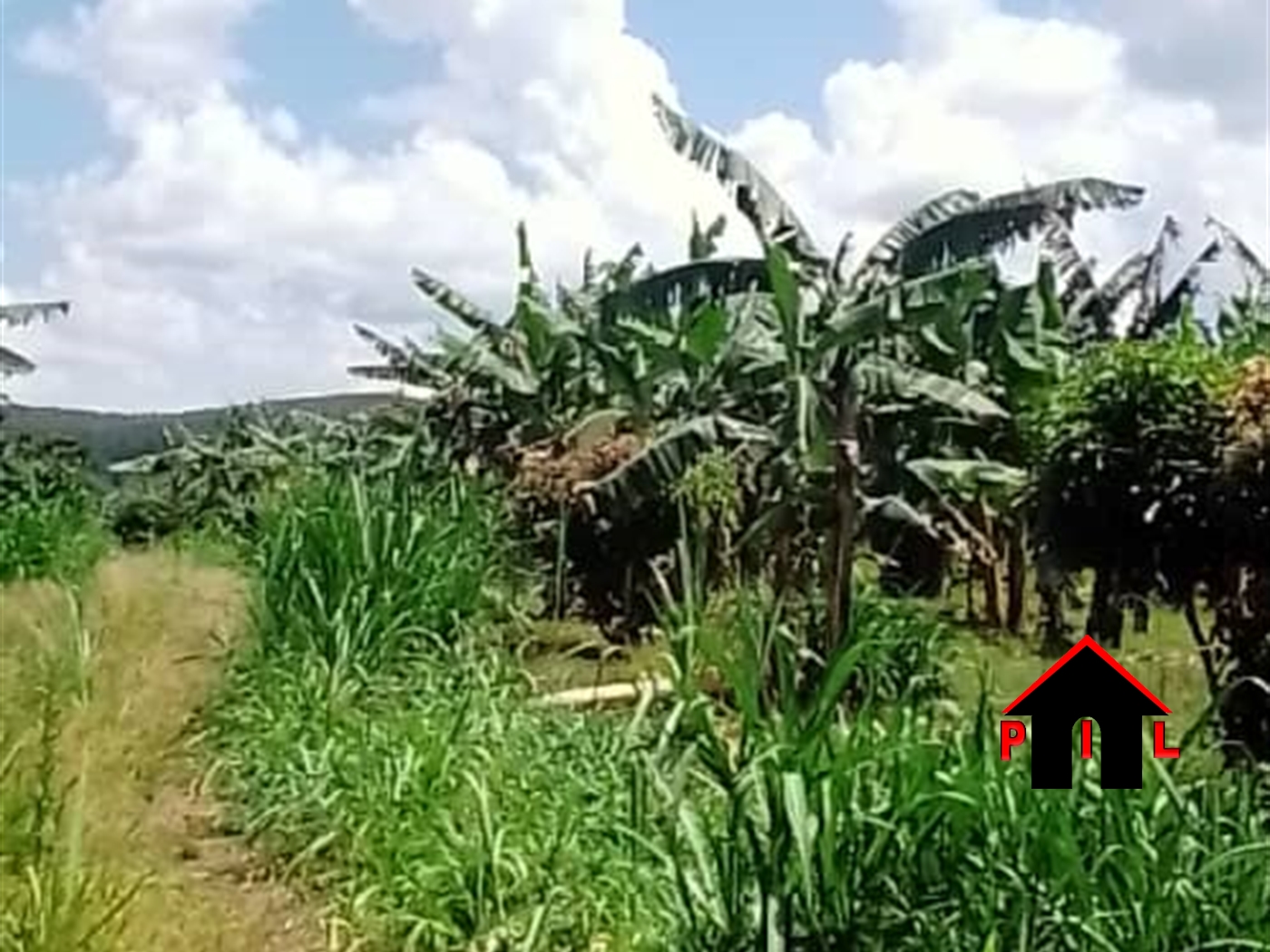 Agricultural Land for sale in Kassanda Mityana