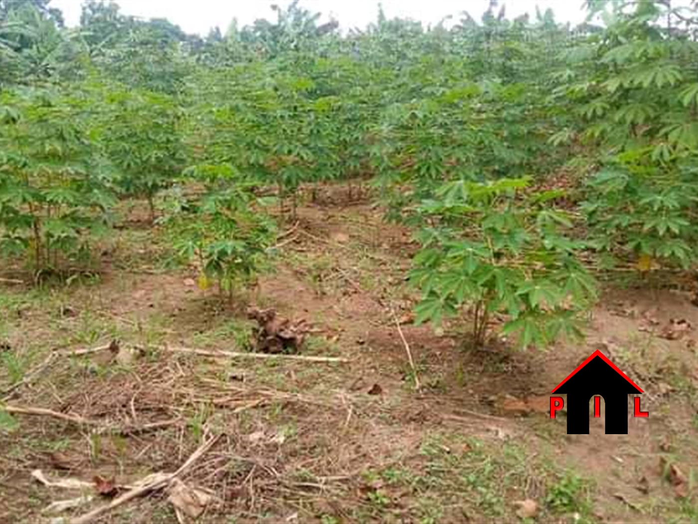 Agricultural Land for sale in Kalonga Mityana