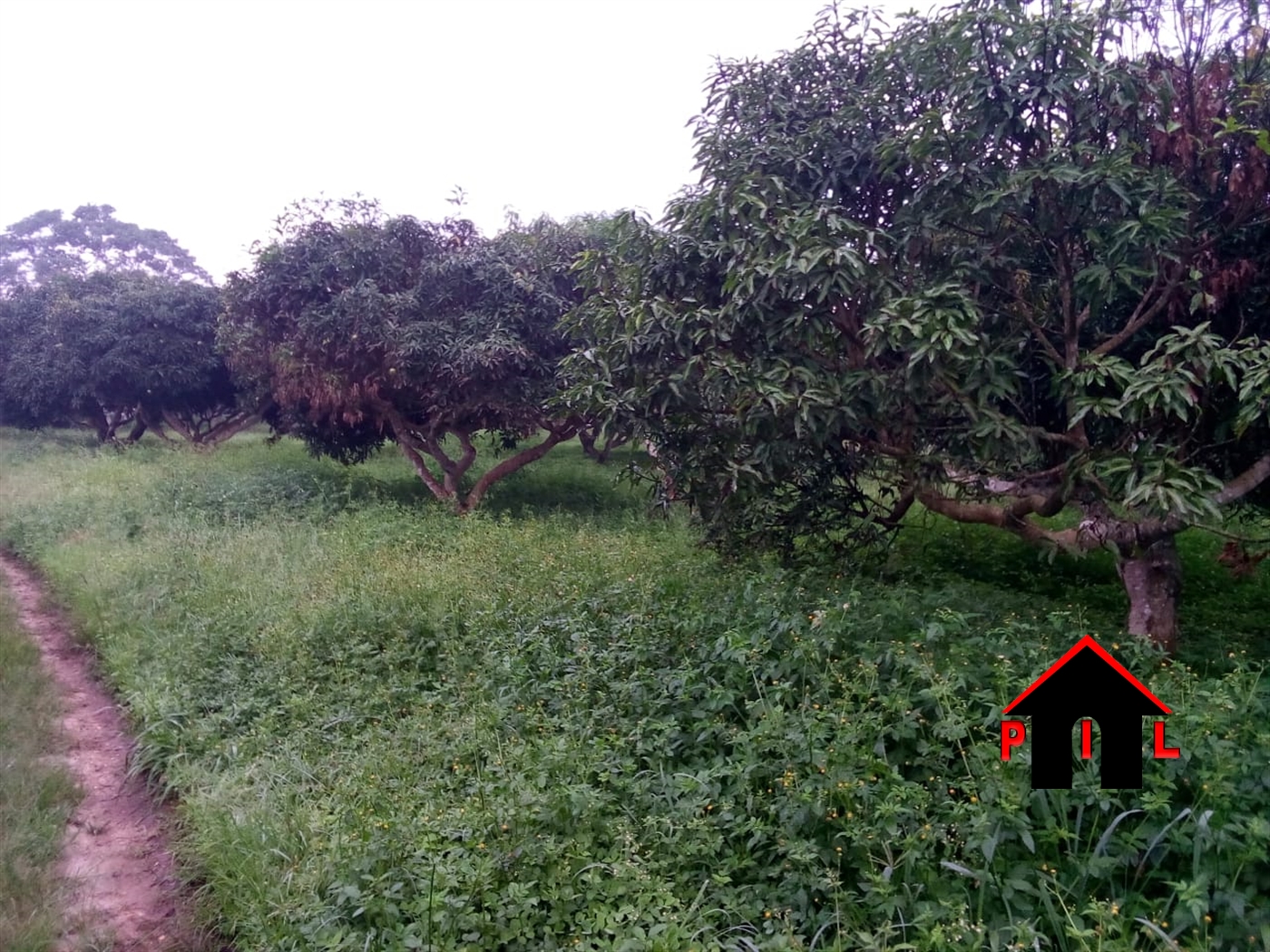 Agricultural Land for sale in Kiyuuni Mubende