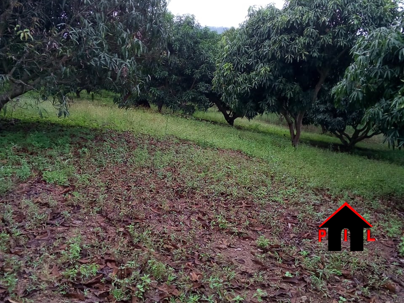 Agricultural Land for sale in Bukuya Mubende
