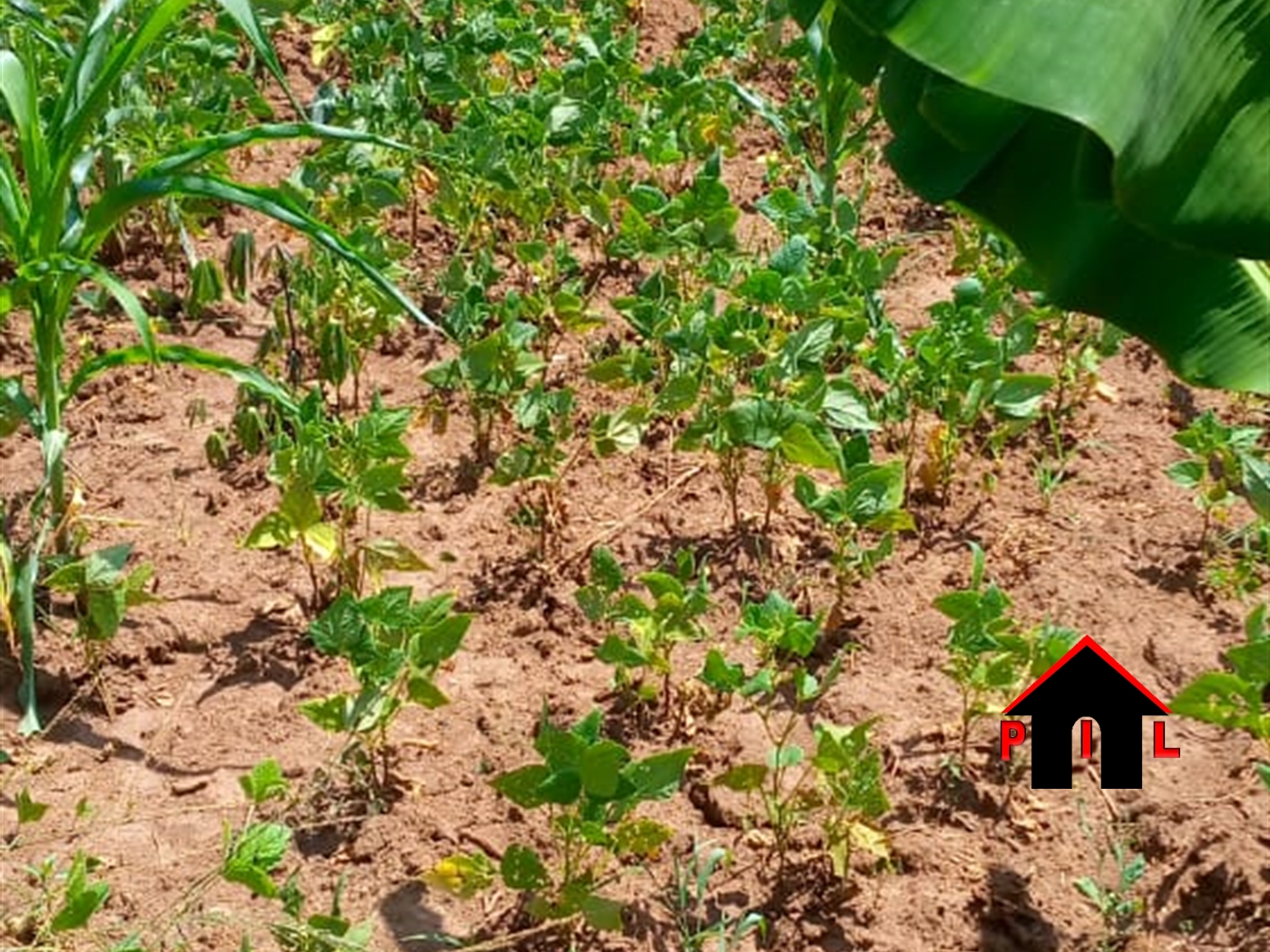 Agricultural Land for sale in Kabuule Mityana