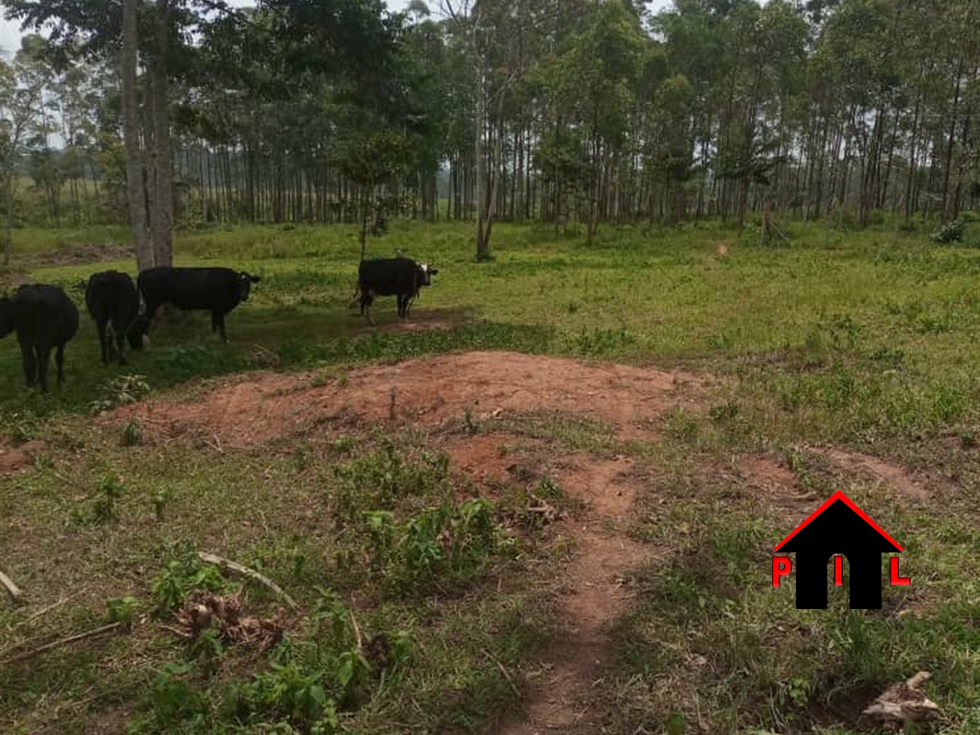 Agricultural Land for sale in Butuusa Nakasongola