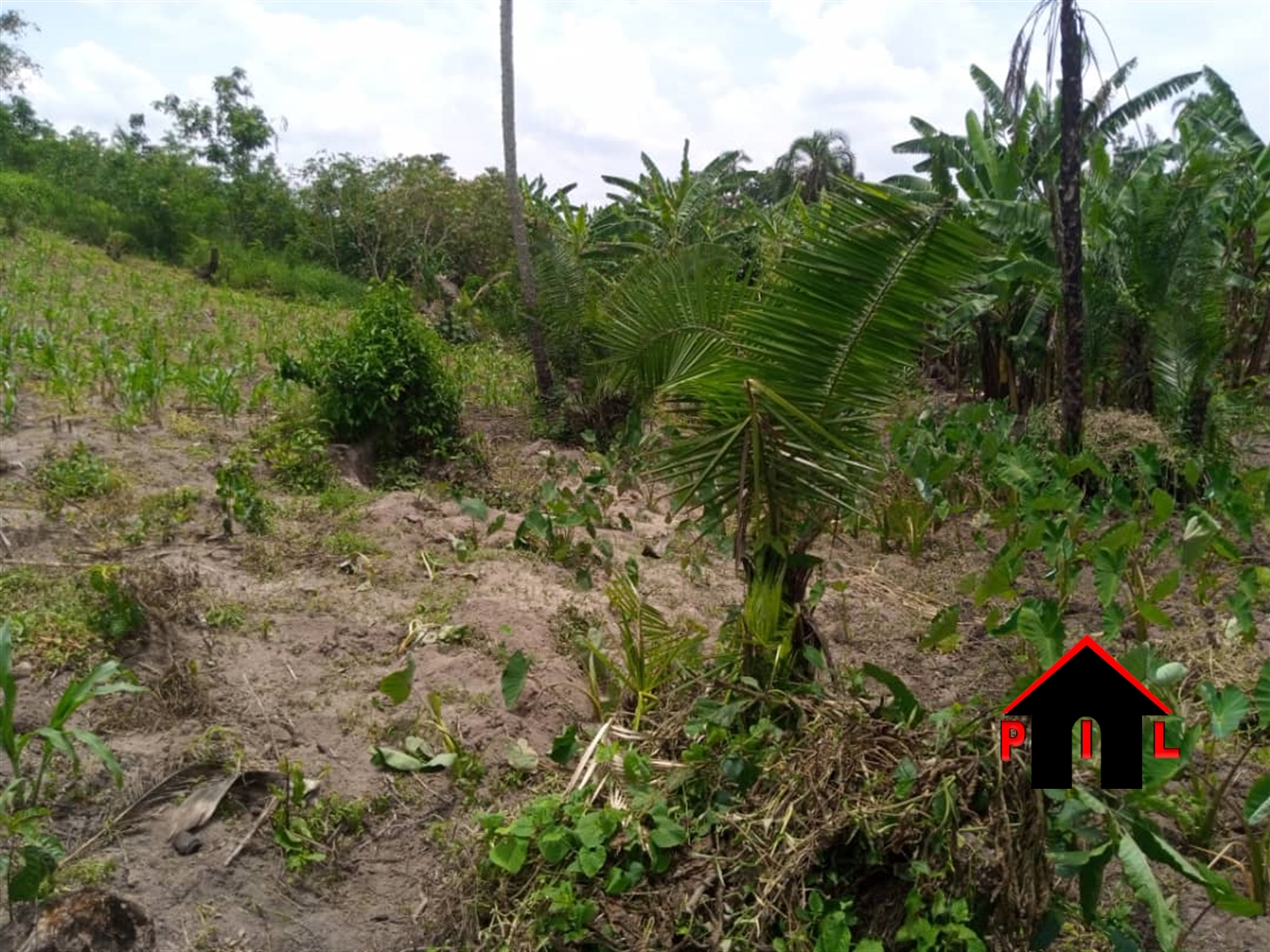 Agricultural Land for sale in Butuusa Nakasongola
