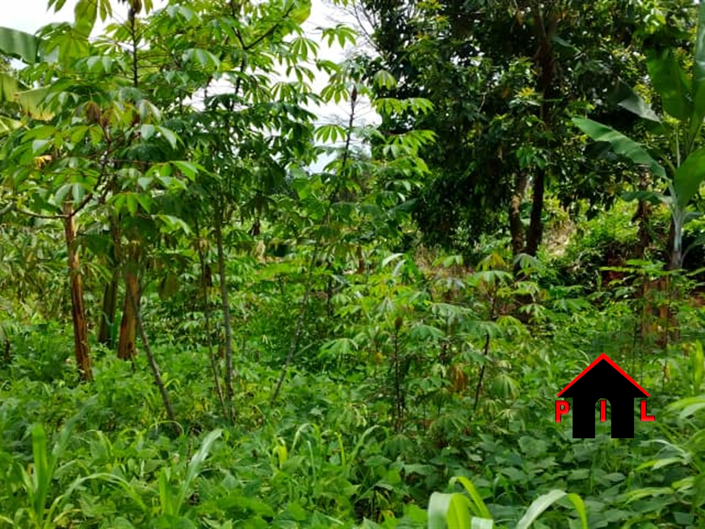 Agricultural Land for sale in Butuusa Nakasongola