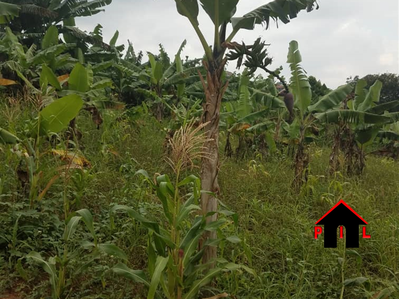 Agricultural Land for sale in Mpangatti Luweero