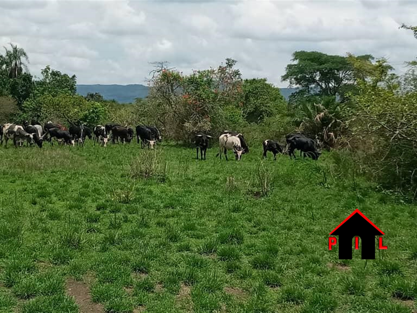 Agricultural Land for sale in Kakinzi Luweero