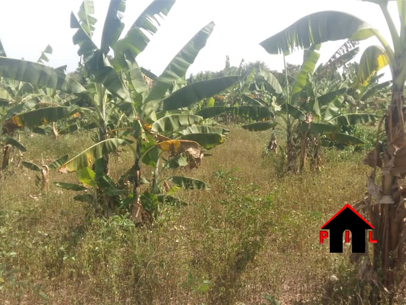 Commercial Land for sale in Nangwa Mukono