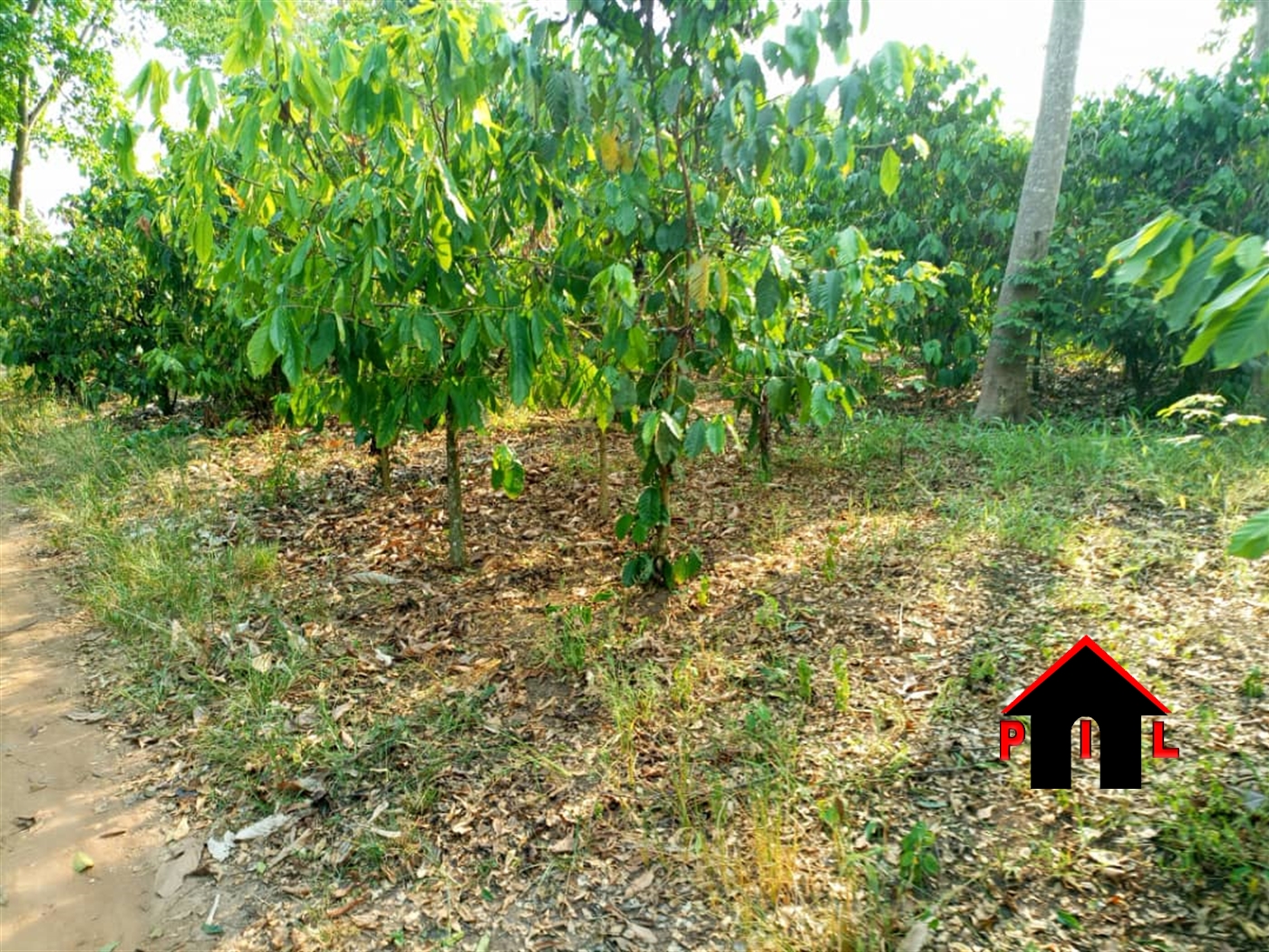 Agricultural Land for sale in Nakigoza Luweero