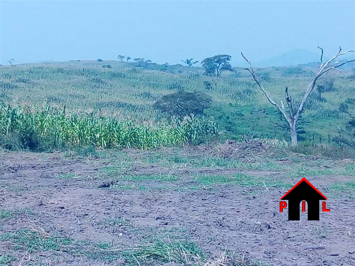 Agricultural Land for sale in Kyaka Luwero
