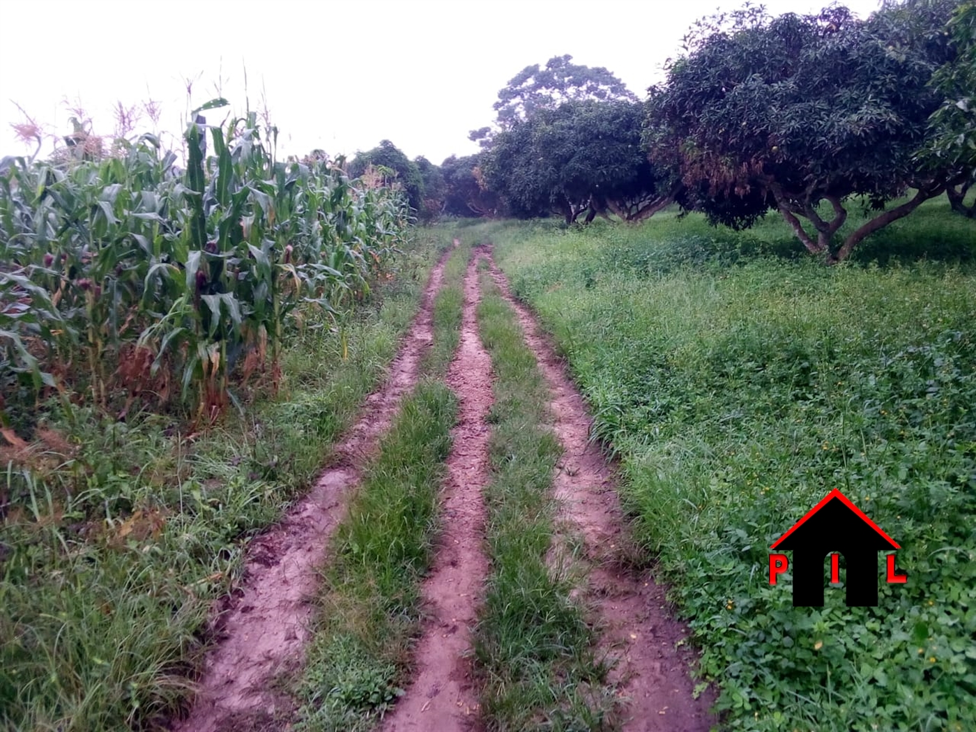 Agricultural Land for sale in Ssekanyonyi Mityana