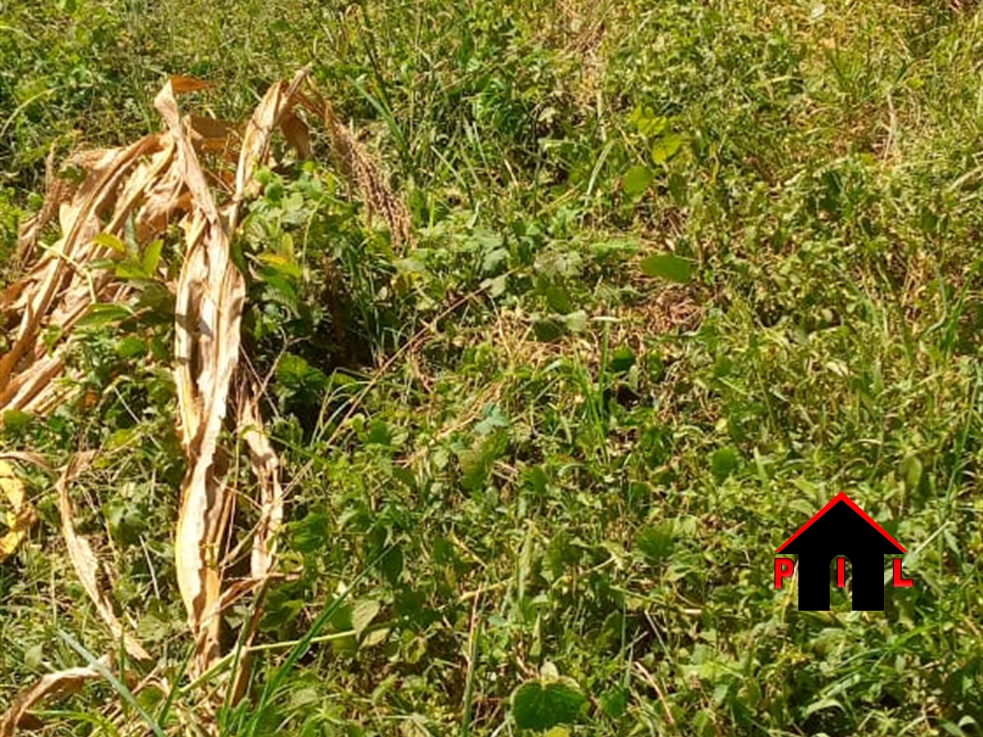 Residential Land for sale in Kiwenda Wakiso