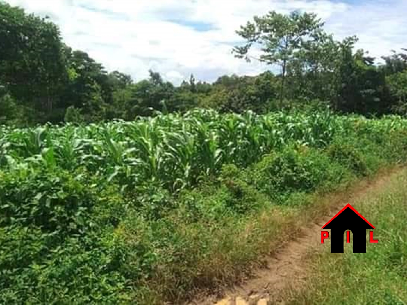 Agricultural Land for sale in Lusalira Mubende