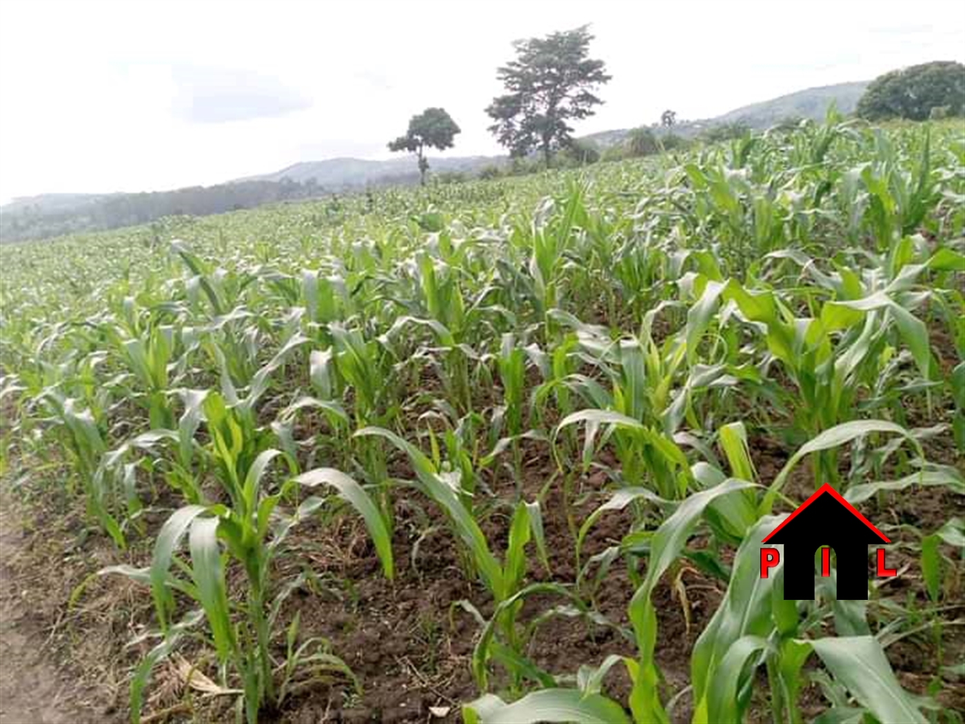 Agricultural Land for sale in Ziloobwe Luweero