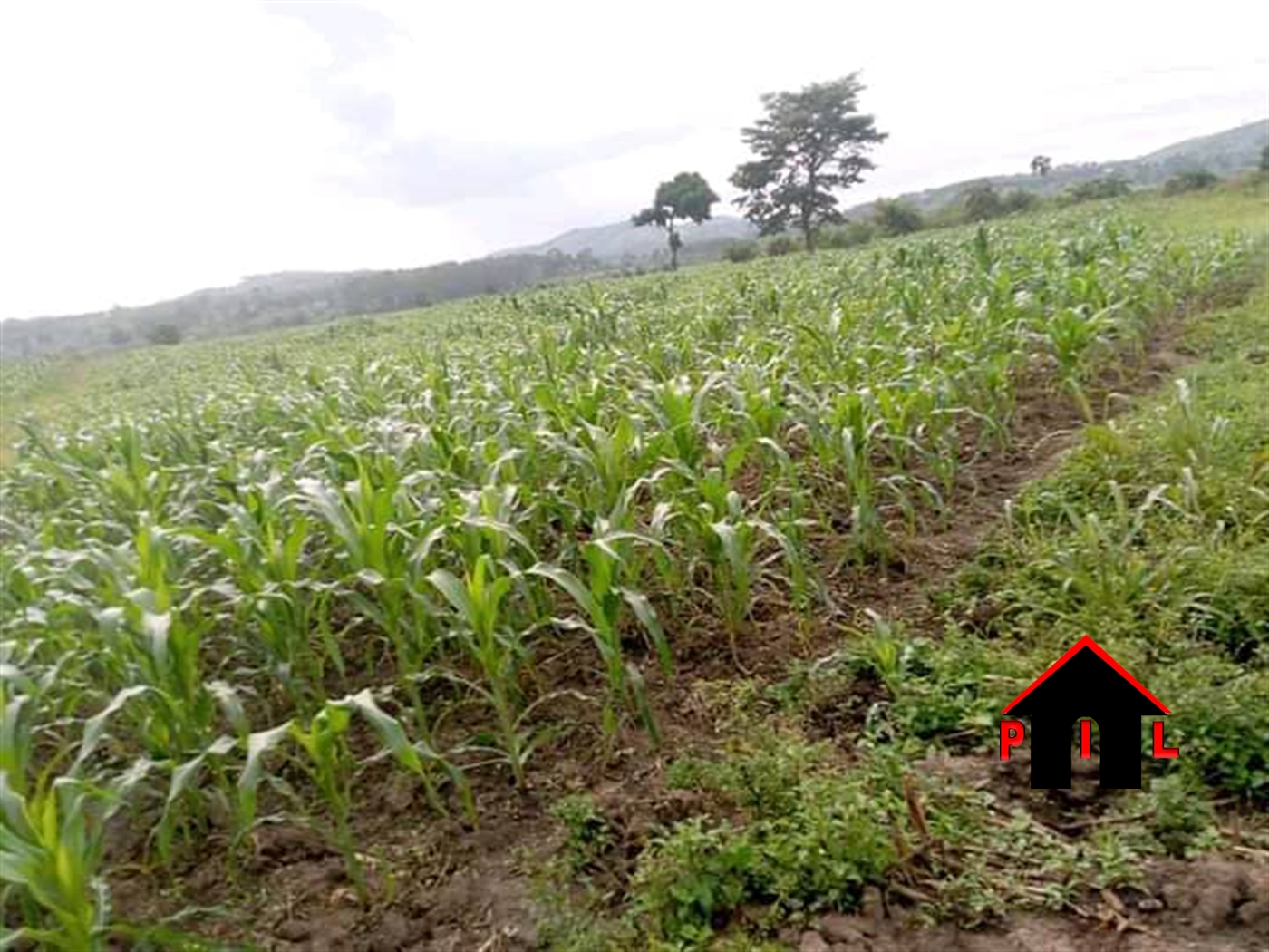 Agricultural Land for sale in Ziloobwe Luweero