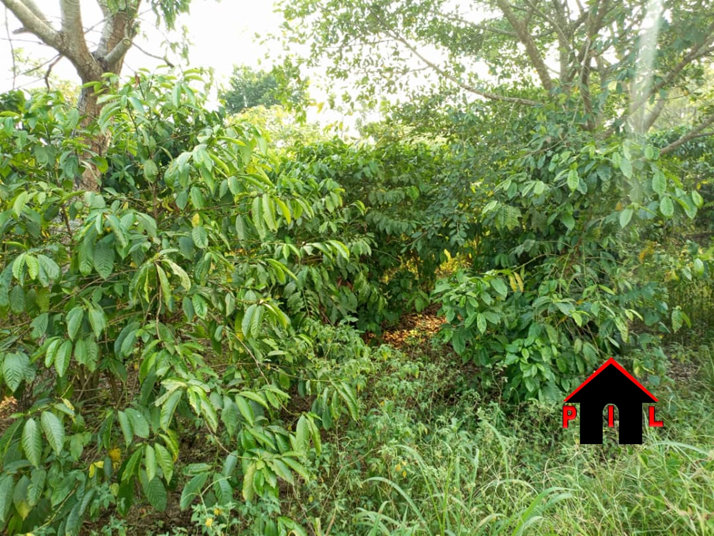 Agricultural Land for sale in Lugazi Mukono