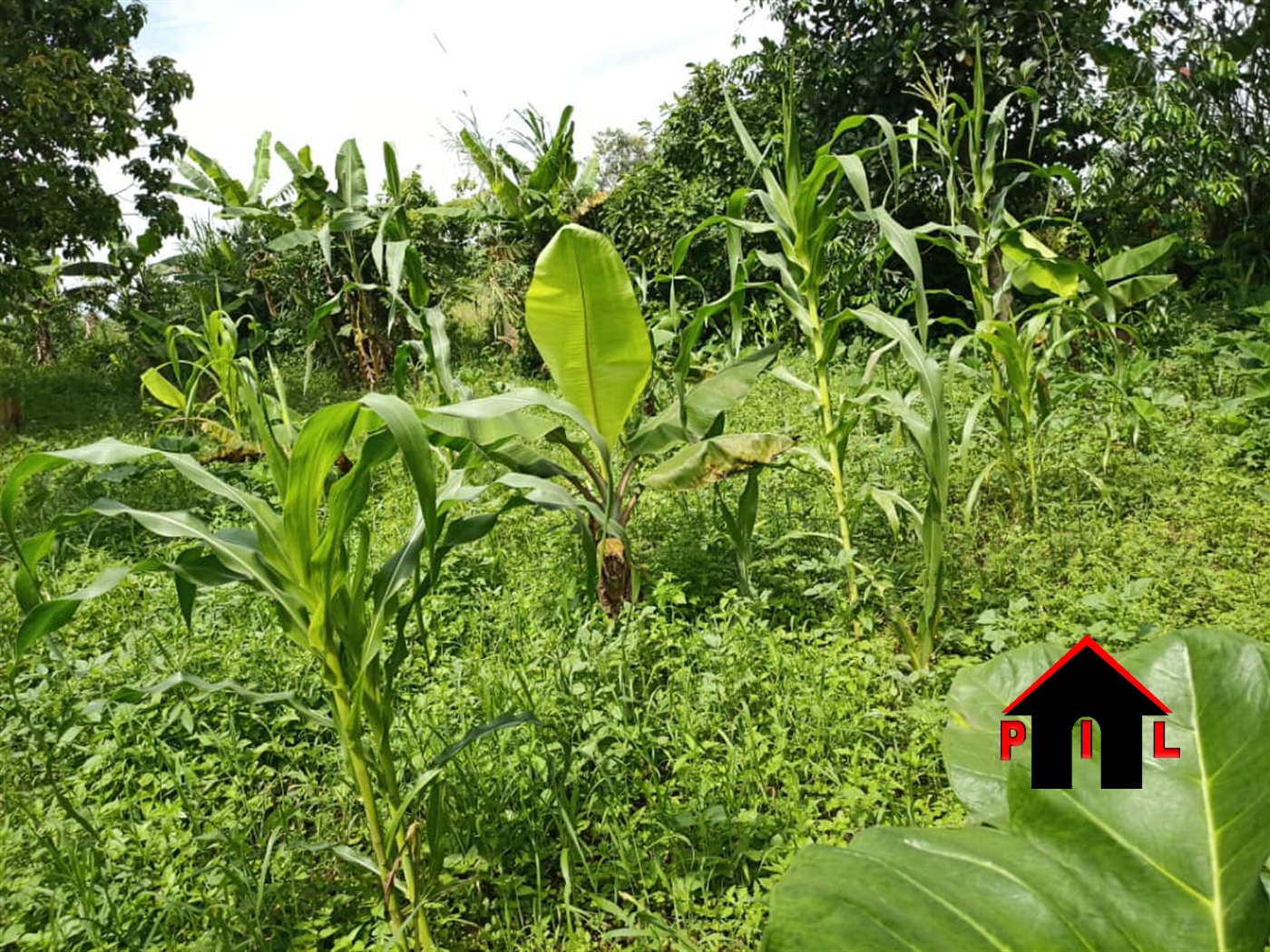 Agricultural Land for sale in Kisu Mukono