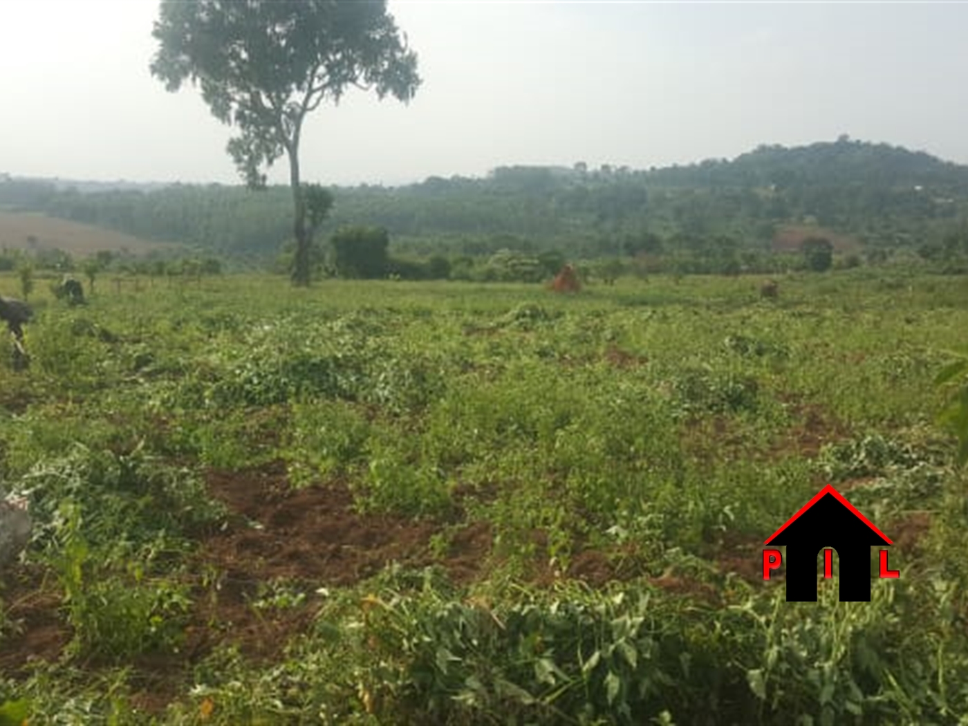 Residential Land for sale in Sselinya Wakiso