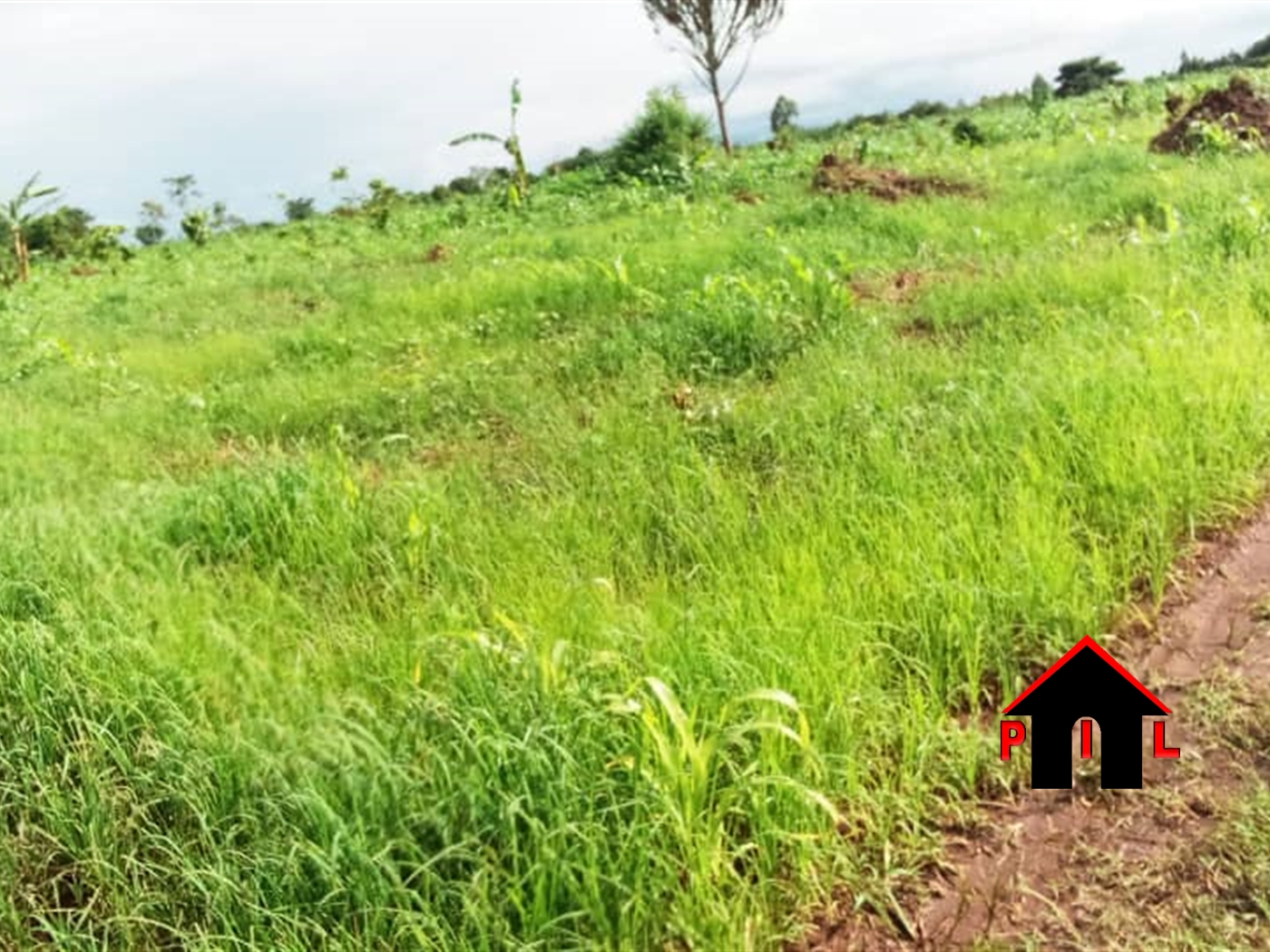 Agricultural Land for sale in Ziloobwe Luweero