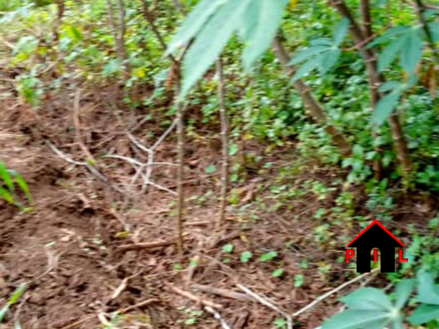 Agricultural Land for sale in Kalagala Nakaseke