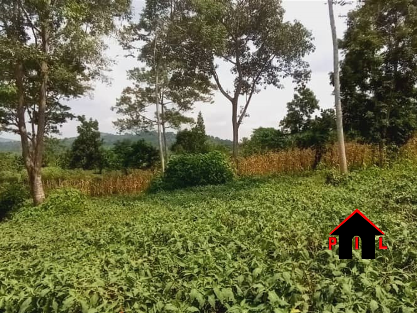 Agricultural Land for sale in Kampilingisa Mpigi