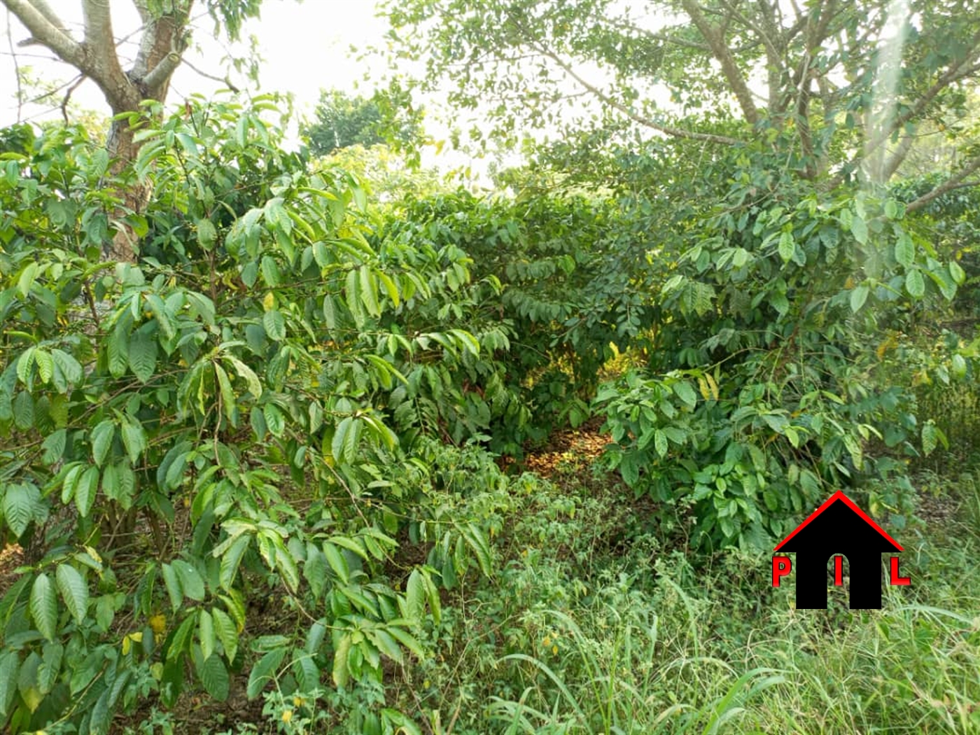 Agricultural Land for sale in Buyaga Masaka