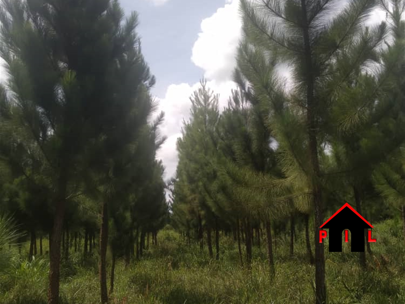Agricultural Land for sale in Katuggo Nakasongola