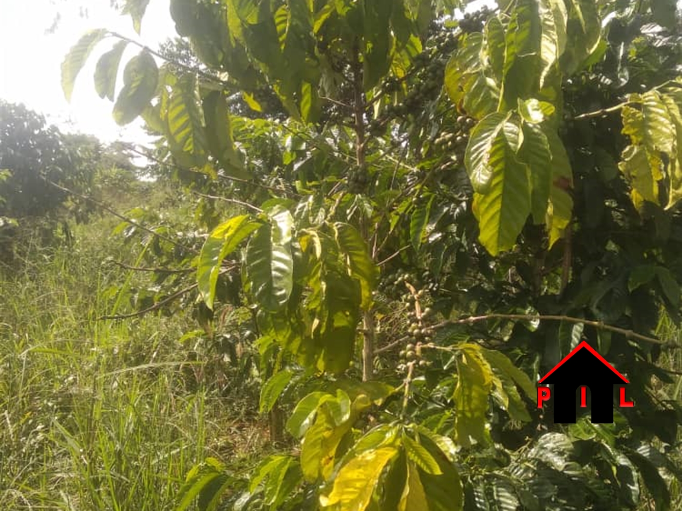 Agricultural Land for sale in Katuggo Nakasongola